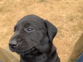 Labrador Retriever dogs KC reg Working Labrador puppies - Advert 2
