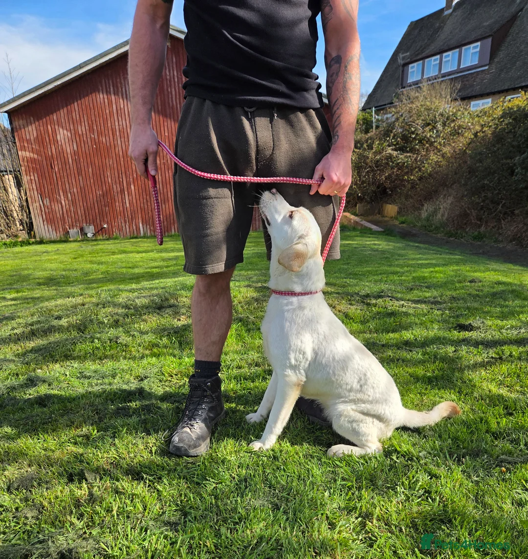 Labrador Retriever dogs for sale: Kc registered labrador bitch 16 mths old - Advert 2