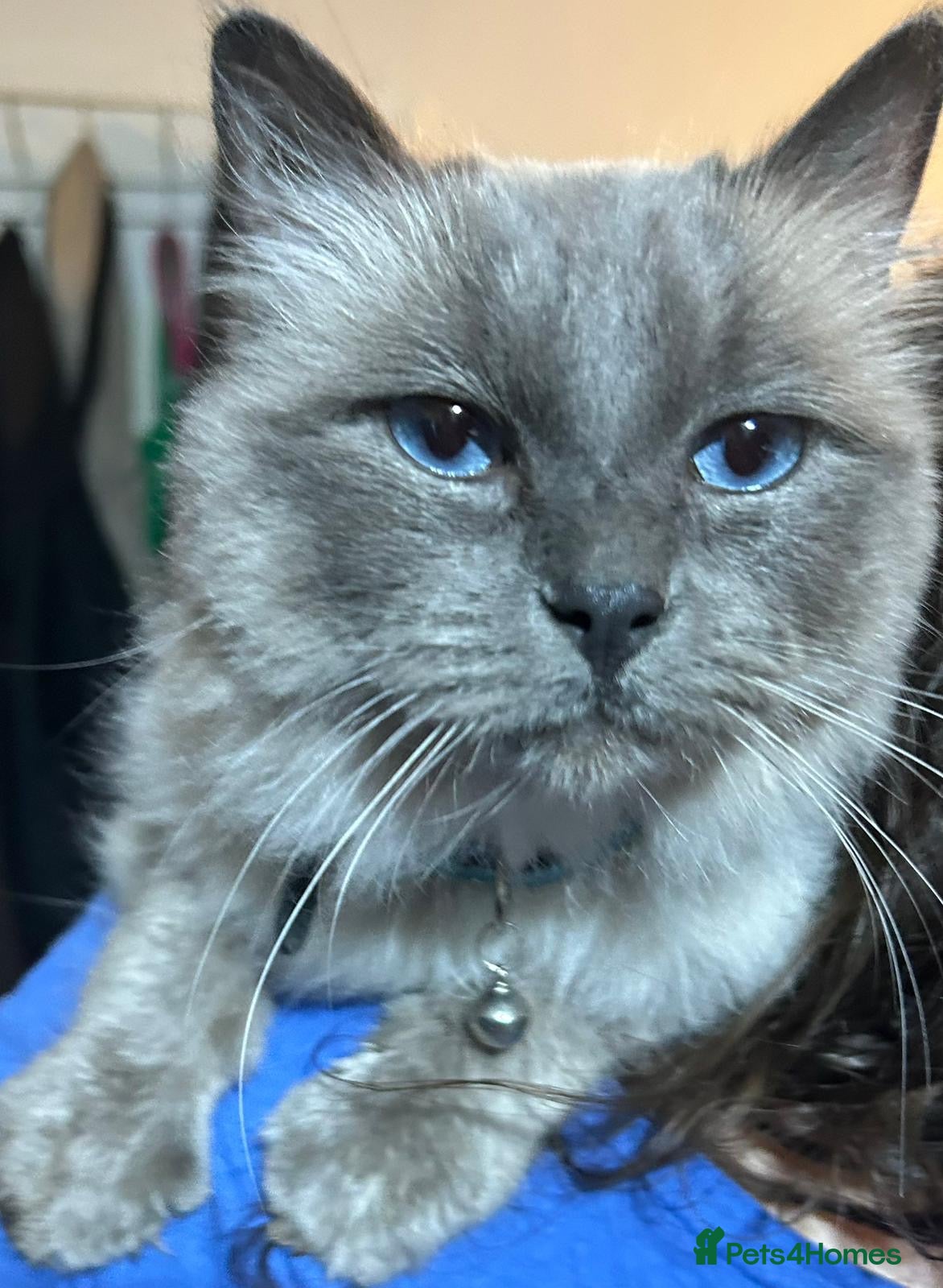 Ragdoll cats Male blue ragdoll (need to home asap) - Advert 17