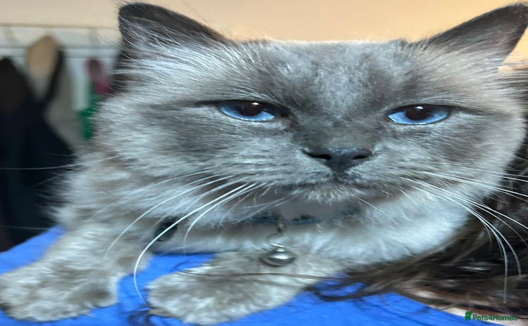 Ragdoll cats Male ragdoll - Advert 1