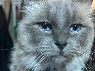 Ragdoll cats Male ragdoll - Advert 16