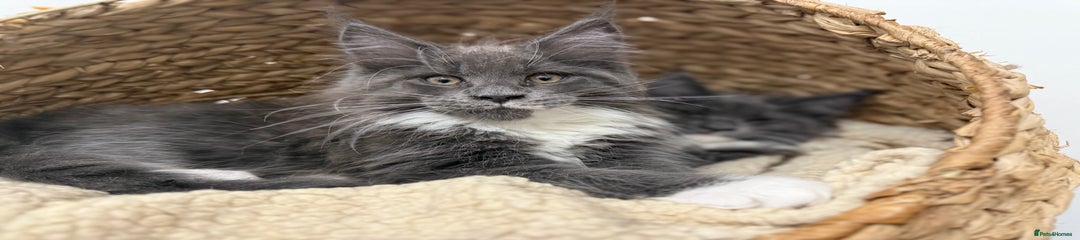 Maine Coon Kitten 4