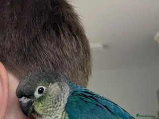 Conures birds Green cheeked conure (sex unknown) - Advert 1