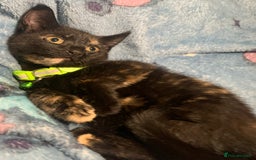 Mixed Breed cats for sale: Female Kitten - Image 1