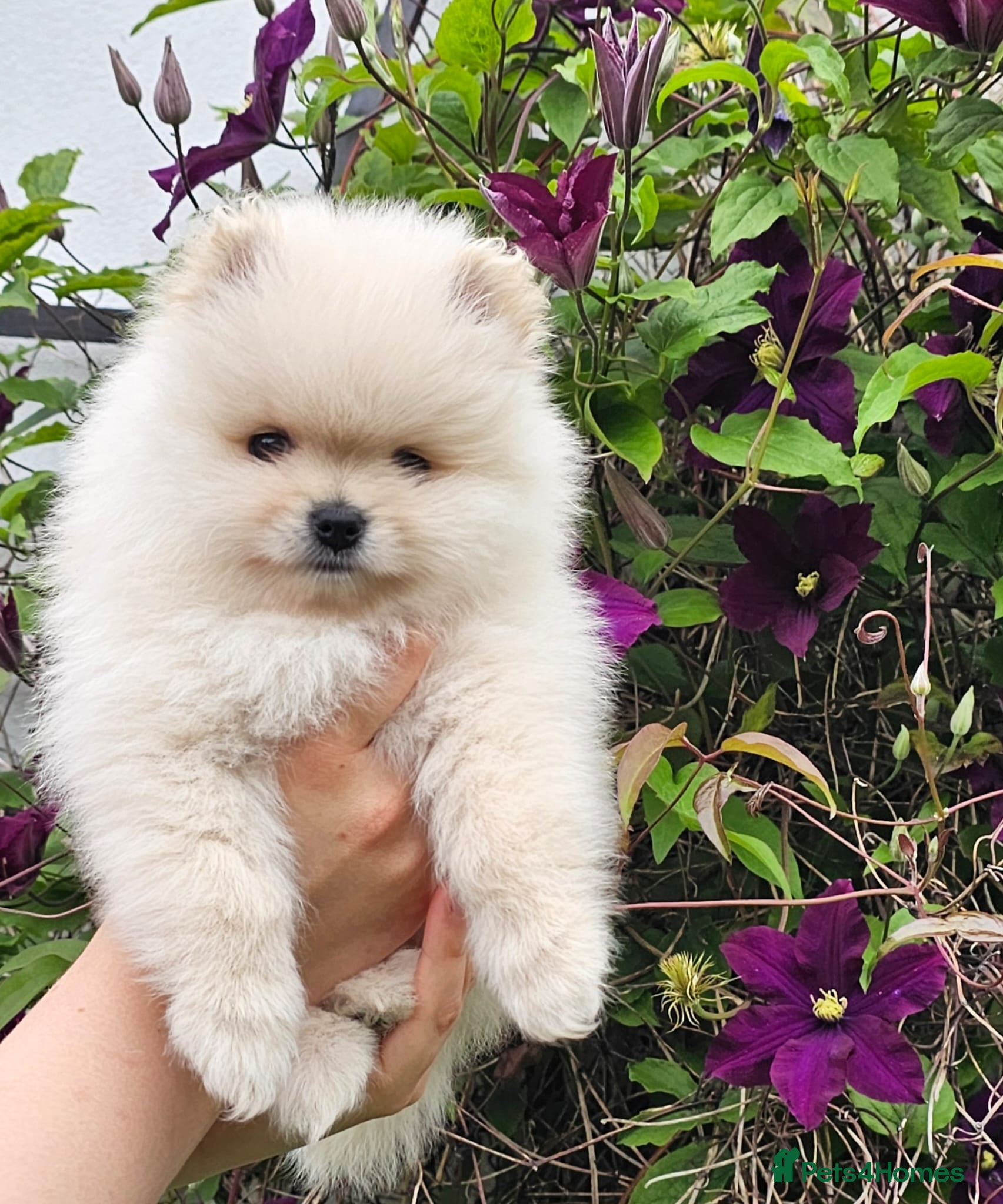 Pomeranian dogs Amazing Pomeranian ** Pure White colour puppy  - Advert 1