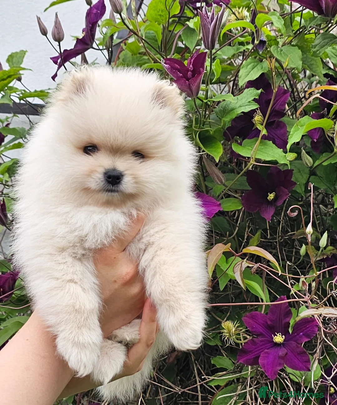 Pomeranian dogs for sale: Amazing Pomeranian ** Pure White colour puppy  - Advert 1