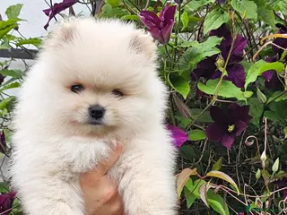 Pomeranian dogs Amazing Pomeranian ** Pure White colour puppy - Advert 1