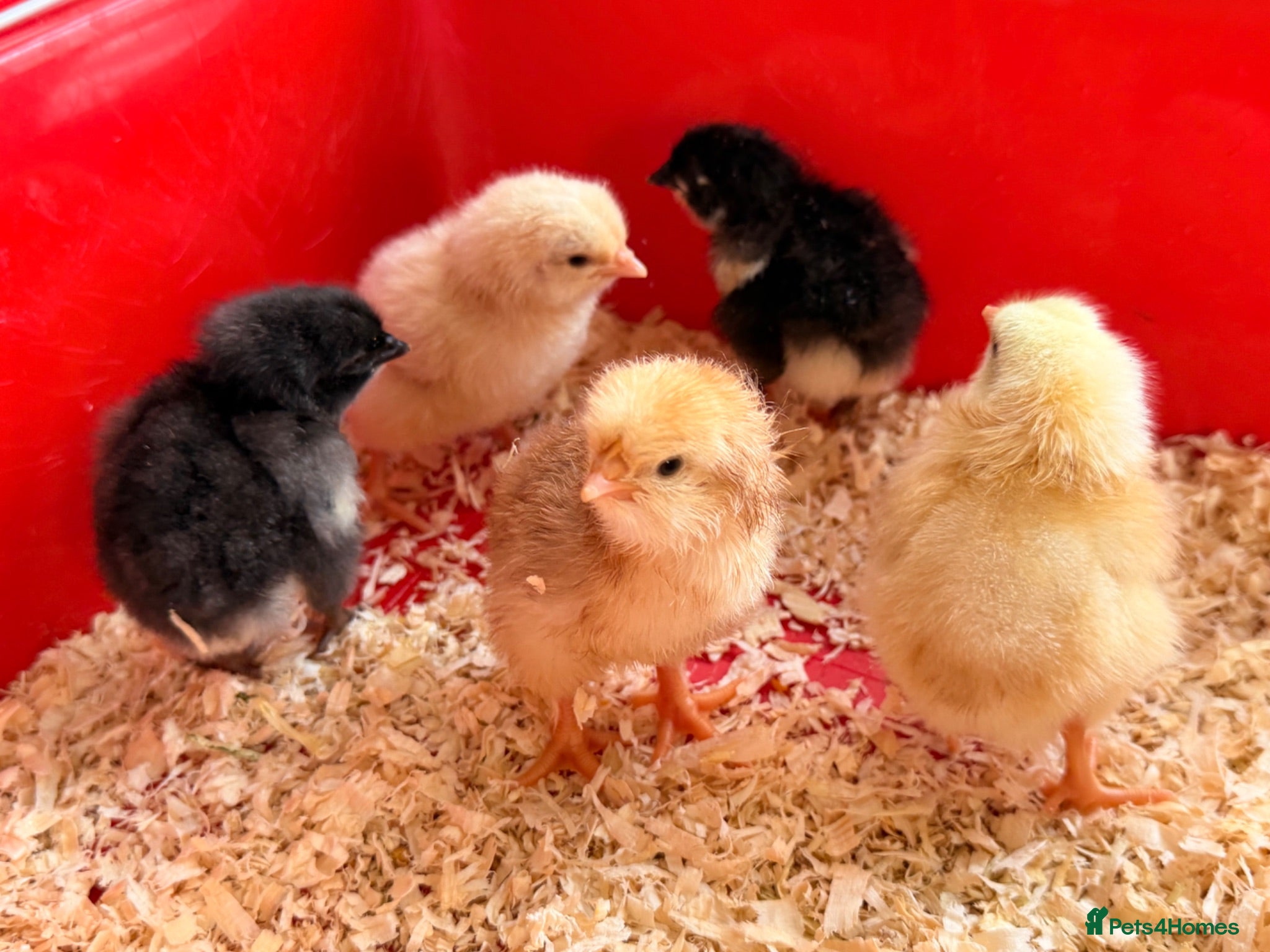 Chickens poultry Baby Chicks for sale!!  - Advert 1