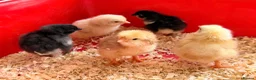 Chickens poultry for sale: Baby Chicks for sale!!  in Coventry - Advert 1