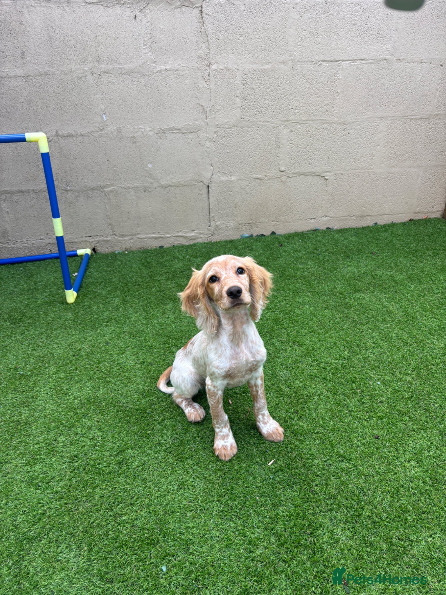 Cocker Spaniel dogs Cocker spaniel 14 weeks old - Advert 3