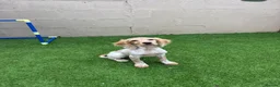 Cocker Spaniel dogs for sale: Cocker spaniel 14 weeks old in Porth - Advert 1