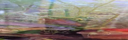 Tetras fish for sale: Free tropical fishes in Grays - Advert 3