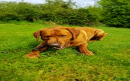 Labrador Retriever dogs for stud: Fox Red Stud Dog, Kennel Club Registered in Chelmsford - Image 12