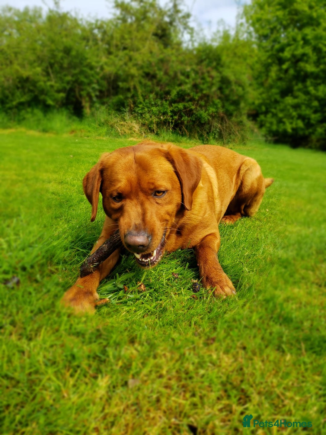 Labrador Retriever dogs for stud: Fox Red Stud Dog, Kennel Club Registered in Chelmsford - Image 12