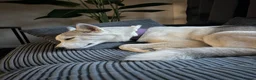 Siberian Husky dogs for sale: Siberian Huskies- Mum 4years & Daughter 10monts  - Advert 24