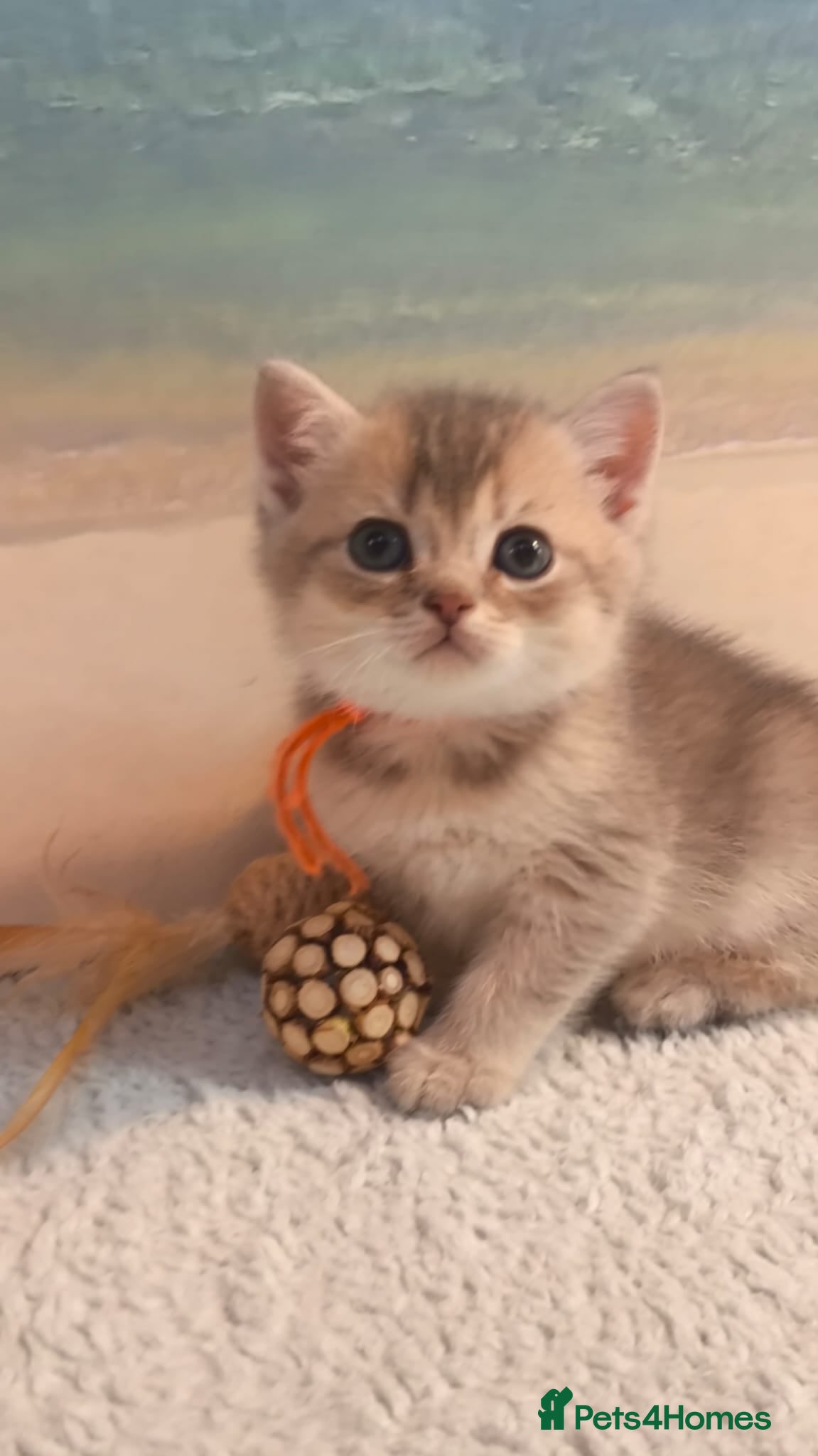 British Longhair cats BEAUTIFUL BRITISH SHORTHAIR & LONGHAIR KITTENS  - Advert 4