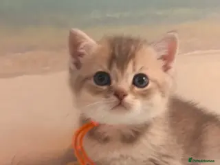 British Longhair cats BEAUTIFUL BRITISH SHORTHAIR & LONGHAIR KITTENS - Advert 4