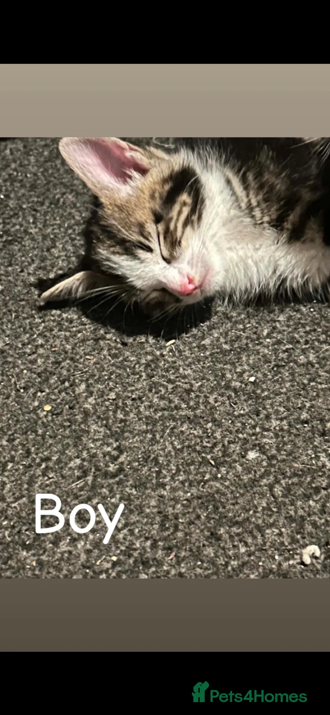 Mixed Breed cats for sale: 4 kittens  - Advert 2