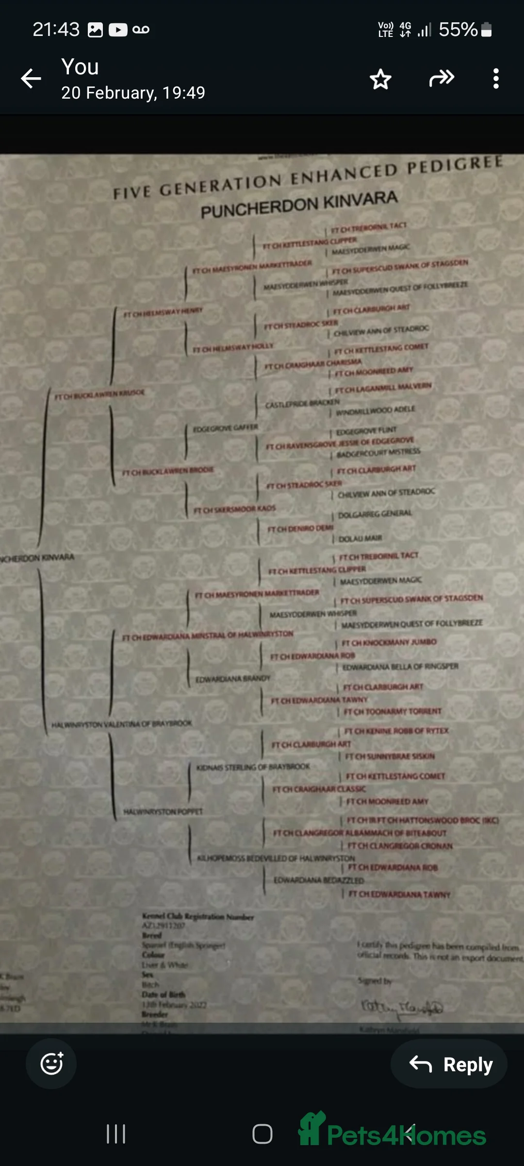 English Springer Spaniel dogs for sale: Working Springer spaniel pups - Advert 3