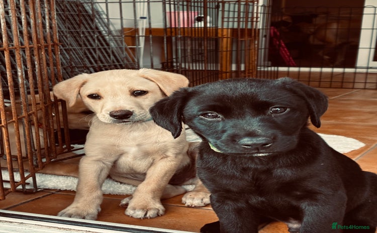 Mixed Breed dogs - Advert 12