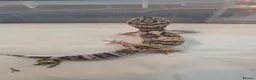 Gecko reptiles for sale: Leopard gecko for sale  - Advert 2