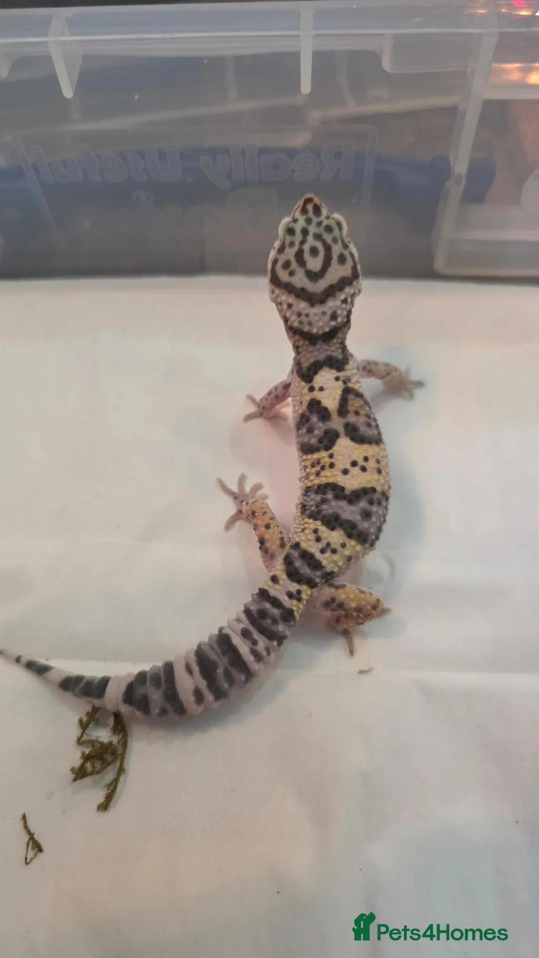 Gecko reptiles for sale: Leopard gecko for sale  - Advert 2