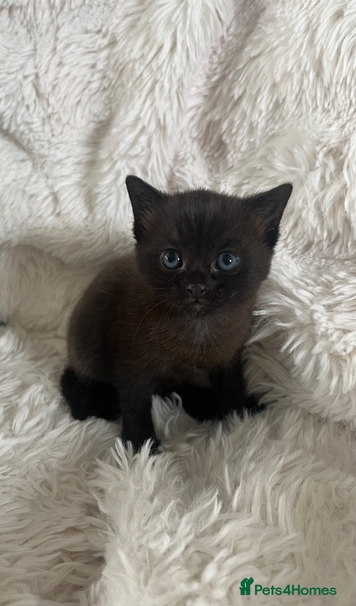 British Shorthair cats Beautiful little girl - Advert 13