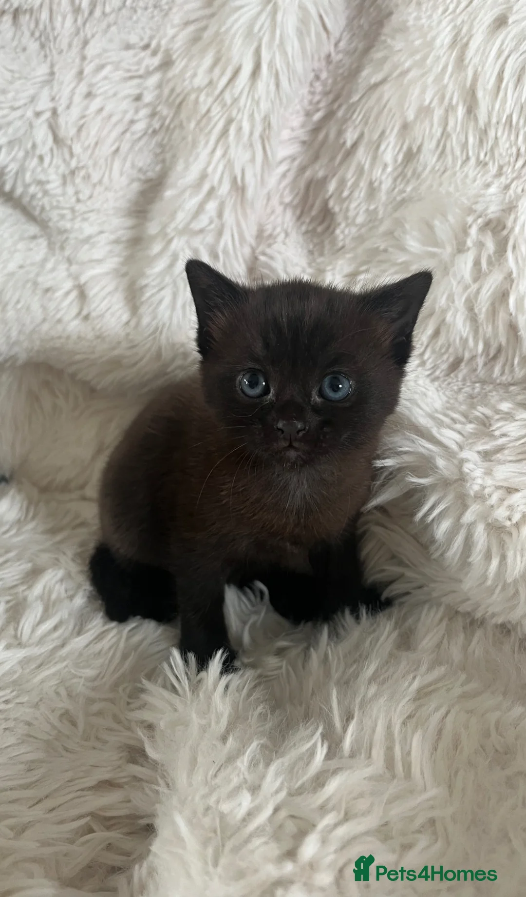 British Shorthair cats for sale: Beautiful little girl - Advert 1