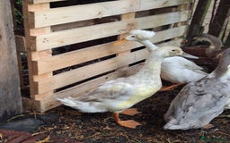 Ducks poultry for sale: Indian runner ducks  - Image 2