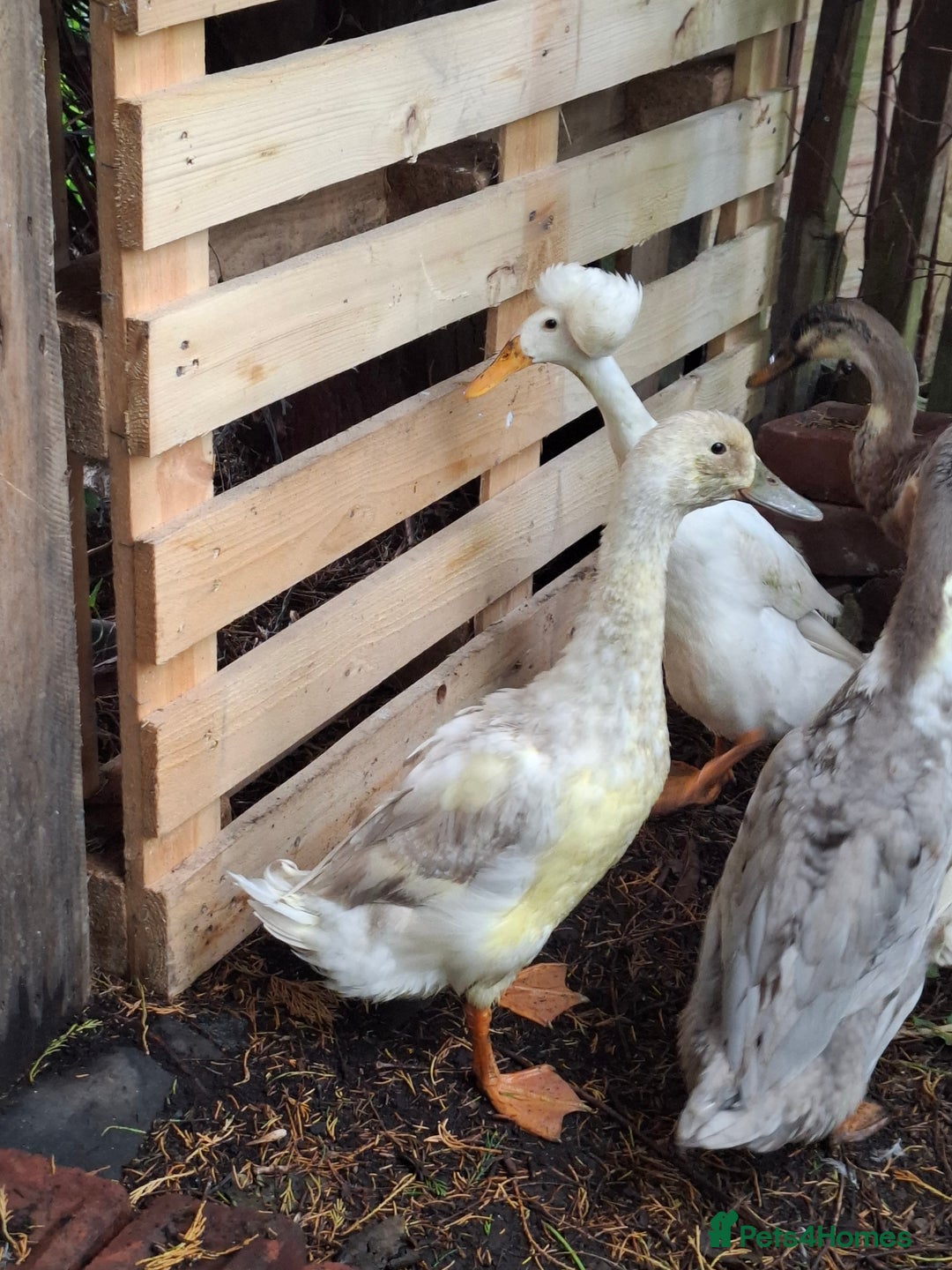 Ducks poultry for sale: Indian runner ducks  - Image 2