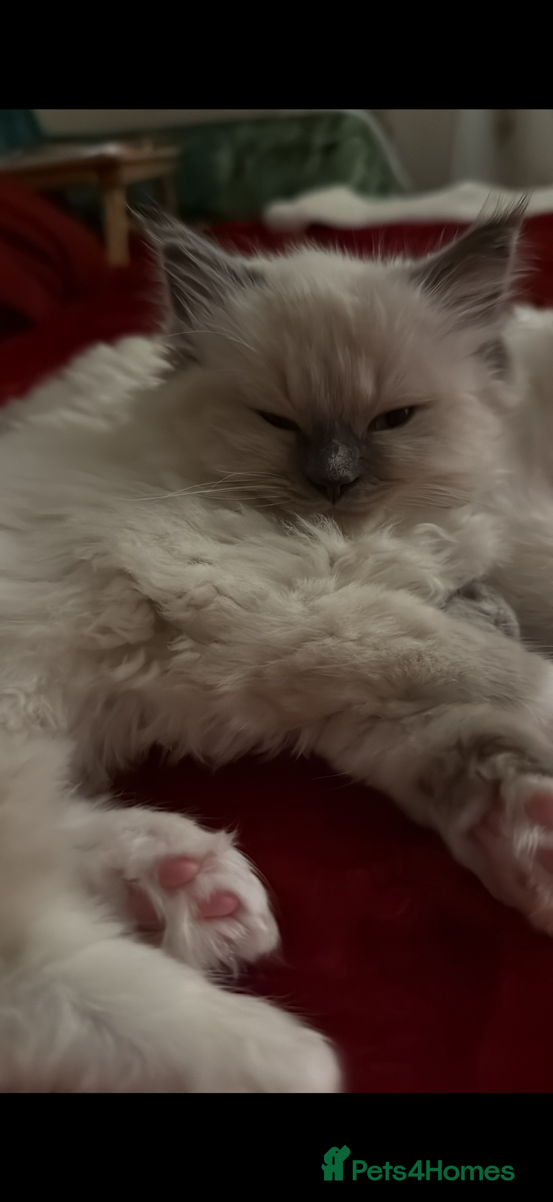 Ragdoll cats for sale: Male Ragdoll for sale  - Advert 3