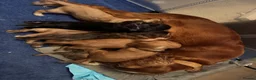 Cocker Spaniel dogs for sale: Working cocker puppies for sale in Ammanford - Advert 14
