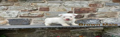 West Highland Terrier Brown Collar
