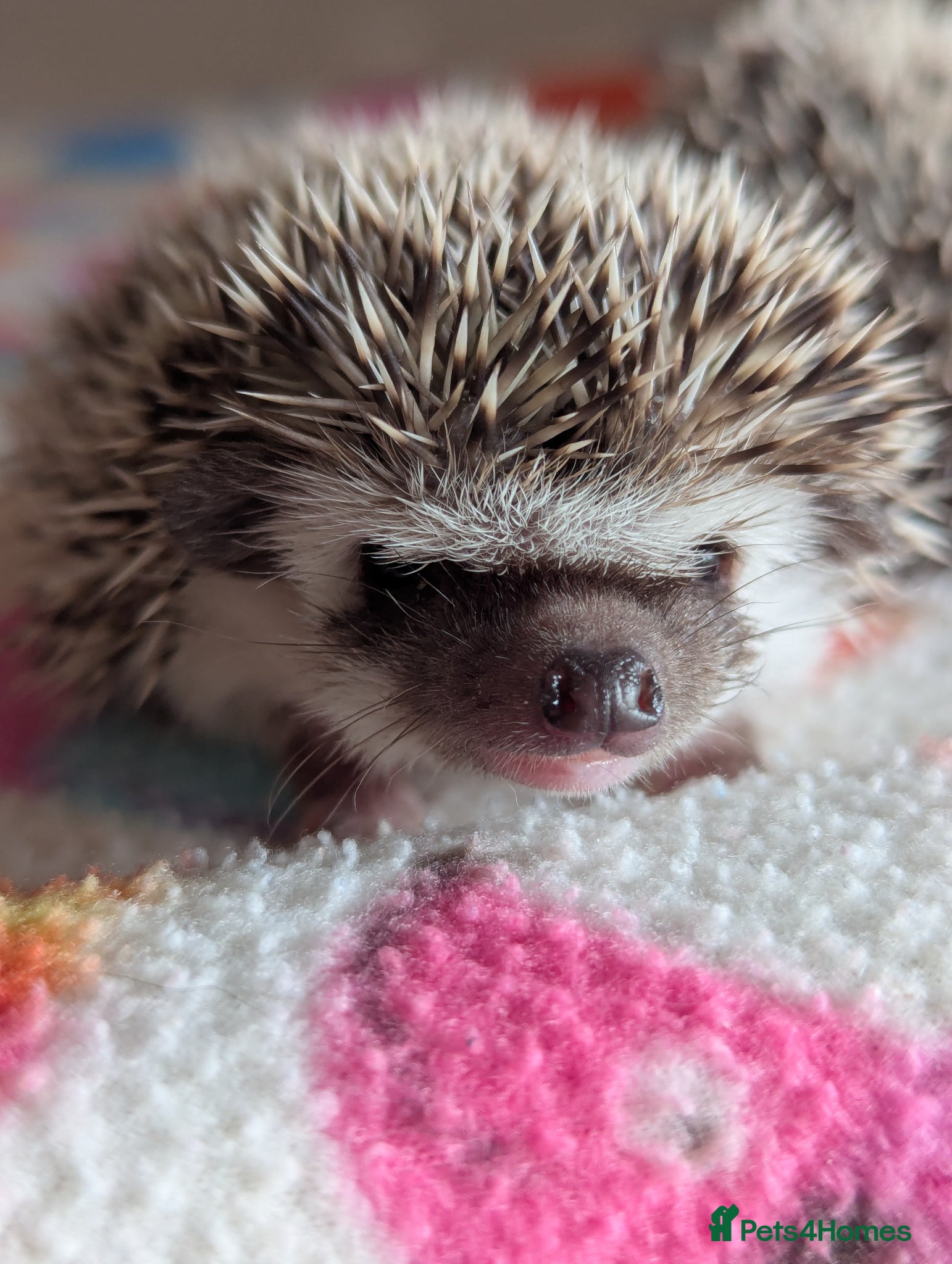 Pygmy Hedgehog rodents Stunning Hoglets Available/ Some Reduced!! - Advert 1