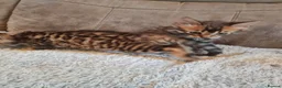 Bengal cats for sale: Exceptional rare cashmere bengal boys - Advert 7