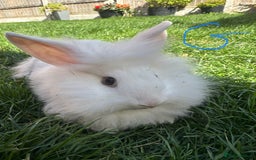 Lionhead rabbits for sale: Lionhead rabbits for sale  - Image 2