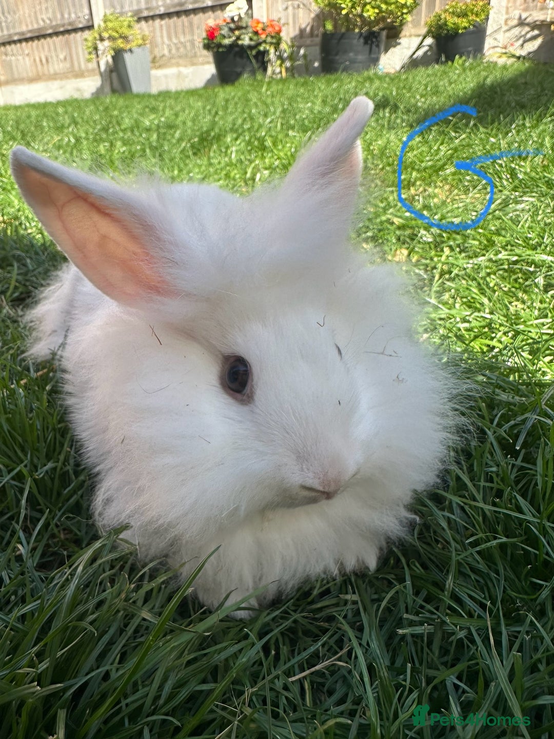 Lionhead rabbits for sale: Lionhead rabbits for sale  - Image 2