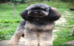 Cavapoo dogs for sale: ⭐️ Top Quality Cavapoos Due ⭐️ - Image 7