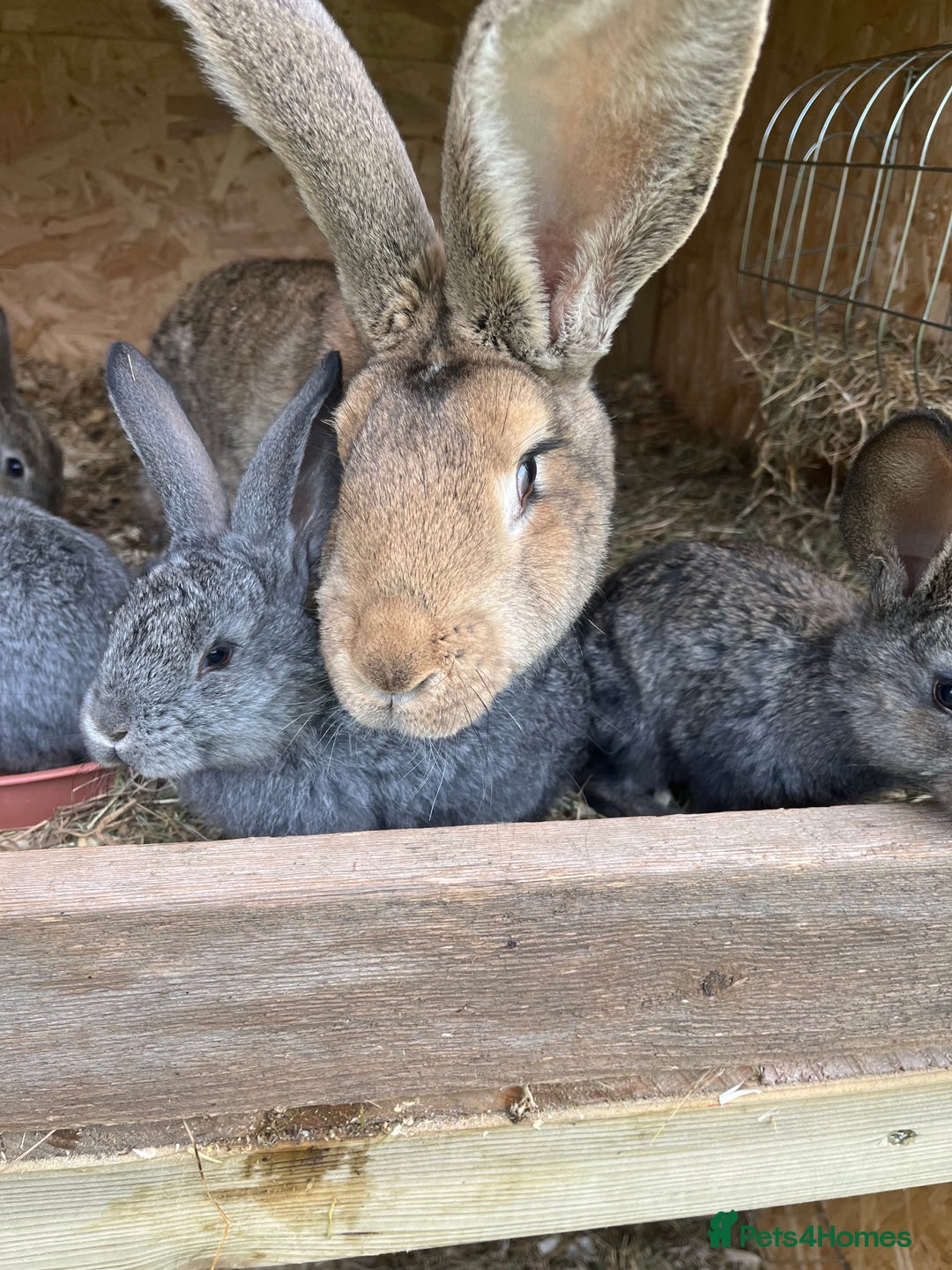 Continental Giant rabbits for sale: Rabbits for sale very nice  - Image 3
