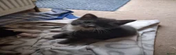 Ragdoll cats for sale: CUTE RAGDOLL KITTENS  - Advert 9