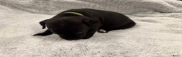 Staffordshire Bull Terrier dogs for sale: KC Staffordshire bull terrier puppies  - Advert 7