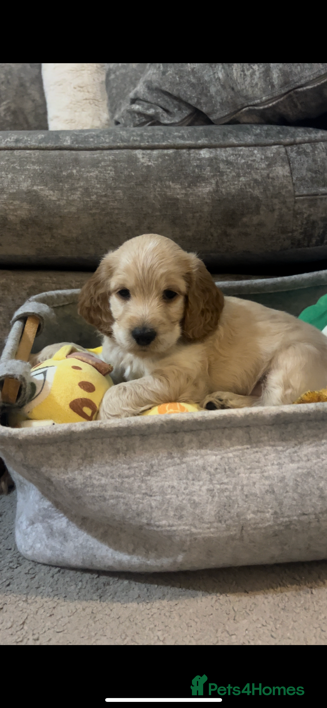 Cockapoo dogs F1b cockapoo puppies  - Advert 15