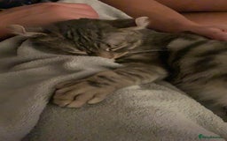 Keetso cats for sale: Affectionate Keetso Ready for His Forever Home - Image 6