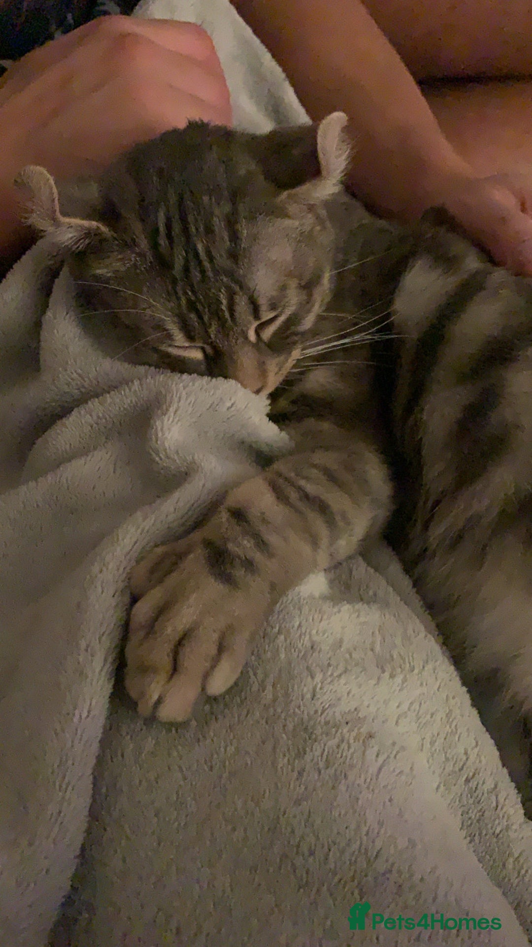 Keetso cats for sale: Affectionate Keetso Ready for His Forever Home - Image 6