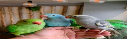 Ringnecks birds for sale: Hand Reared Baby Indian Ringneck Parrots For Sale - Advert 11