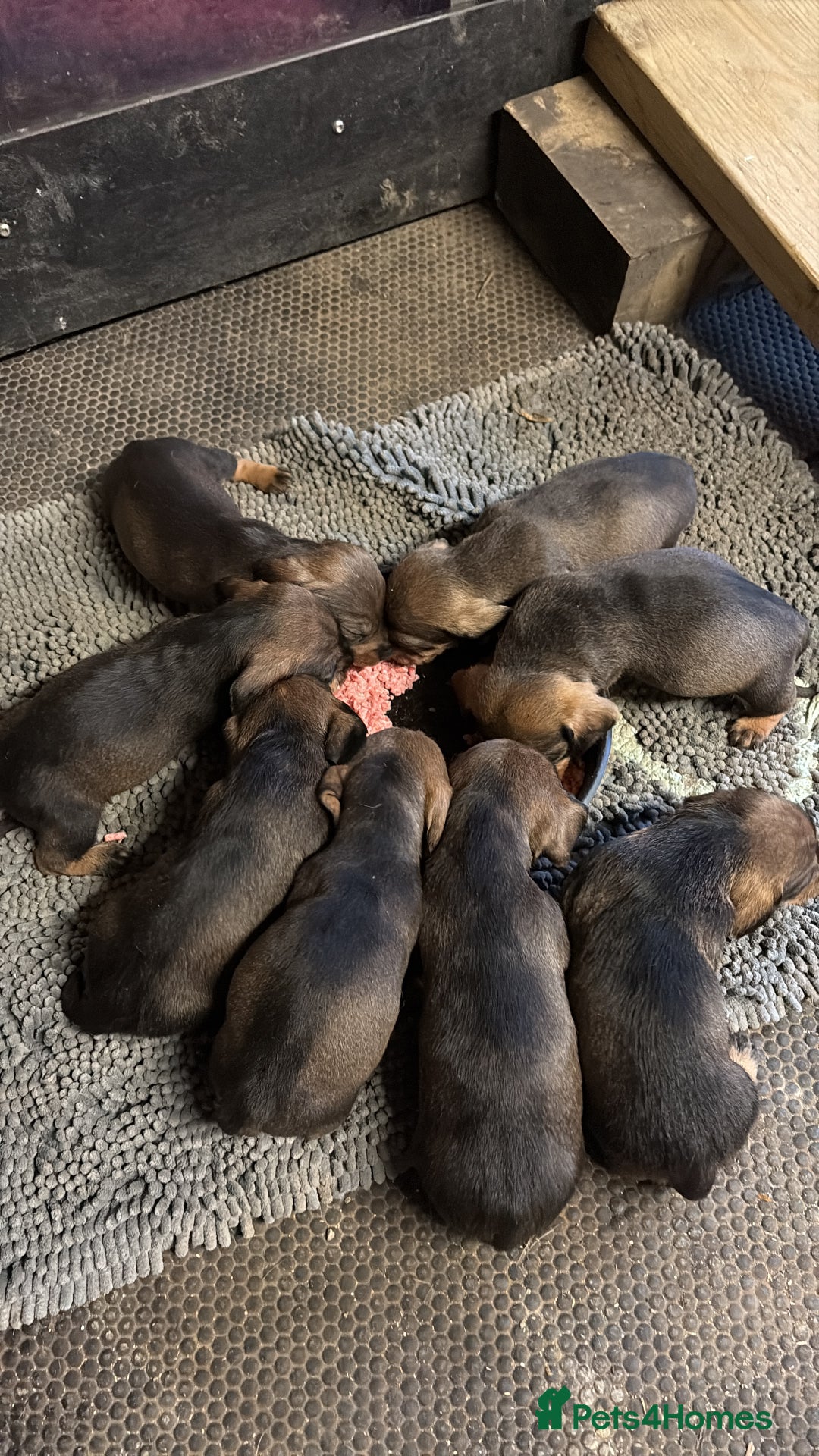 Dachshund dogs for sale: Wire haired Dachshund Puppies KC reg Teckle  - Advert 5