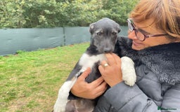 Mixed Breed dogs for adoption: Meet LARISA !  a Lovely Girl - for a Loving Home - Image 6