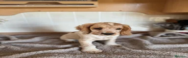 Cocker Spaniel 1