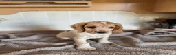 Cocker Spaniel dogs for sale: KC registered English Working Cocker Spaniels - Advert 5