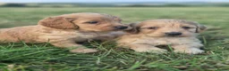 Cockapoo dogs for sale: 5 excellent F1 cockapoos  - Advert 1